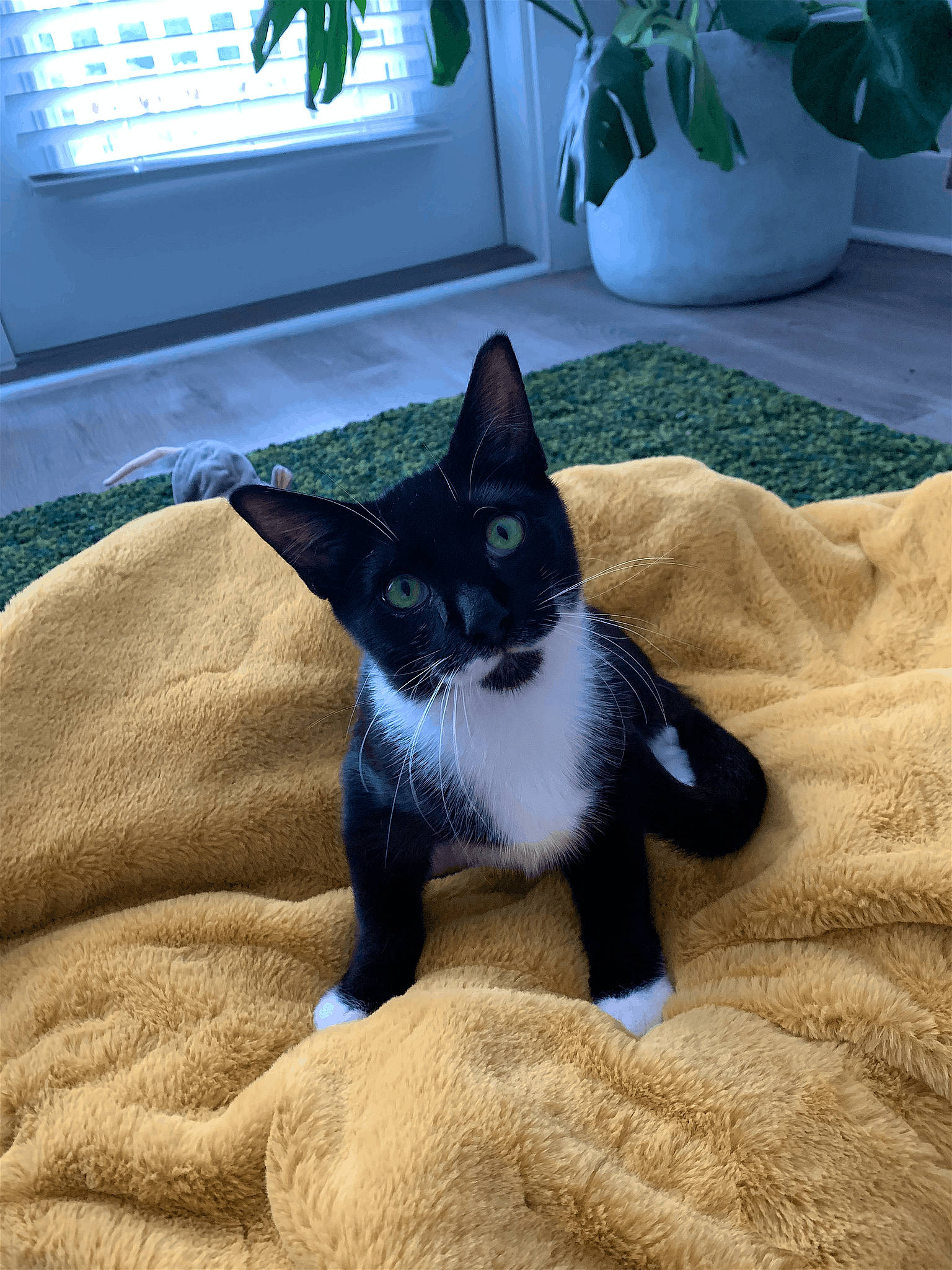 Lamar is registered to the contest to win money with this photo: black_cat, carnivore, cat, comfort, domestic_short_haired_cat, electric_blue, felidae, flowerpot, grey, houseplant, human_leg, leg, paw, plant, small_to_medium_sized_cats, snout, tail, whiskers, window, wood