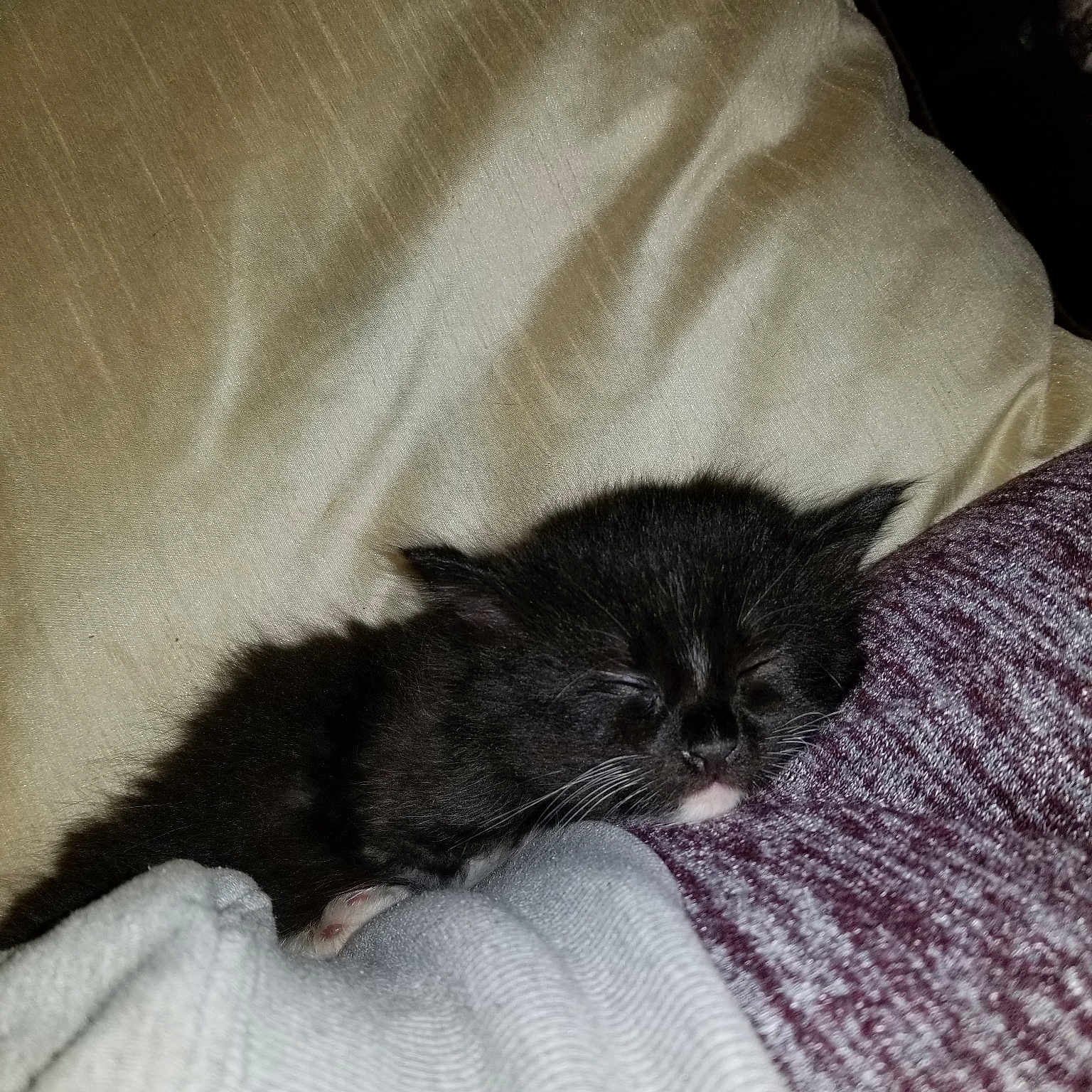 Squirrely Dan is registered to the contest to win money with this photo: bed, black_cat, carnivore, cat, domestic_long_haired_cat, fawn, felidae, fur, kitten, nap, norwegian_forest_cat, sleep, small_to_medium_sized_cats, tail, whiskers