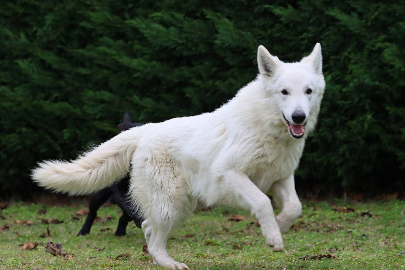Petit Loup a rejoint le concours — aidez-le/la à gagner de superbes lots ! ancient_dog_breeds, canidae, carnivore, companion_dog, dog, dog_breed, giant_dog_breed, grass, herding_dog, non_sporting_group, plant, pungsan_dog, snout, sporting_group, tail, terrestrial_animal, white_shepherd, wildlife, working_animal, working_dog