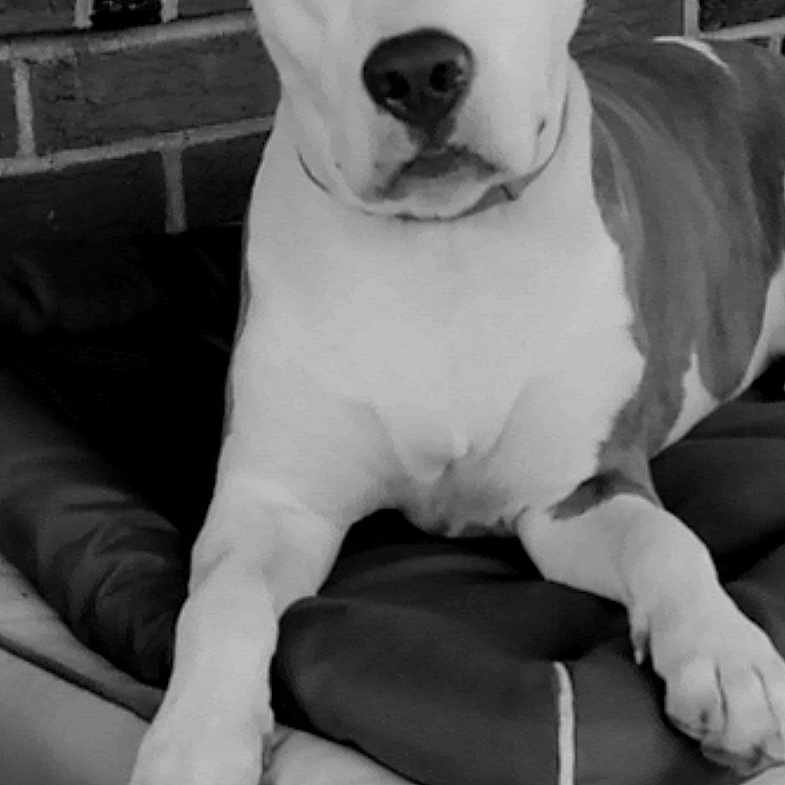 Stella Bella