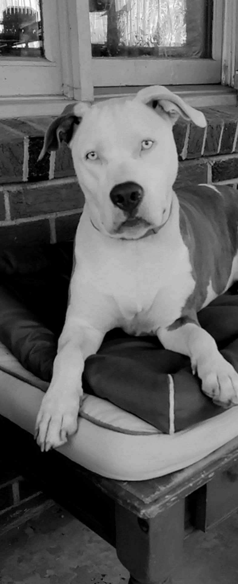 Stella Bella joined the competition — help win amazing prizes! dog, pet, animal, lounge, bed, cushion, brick_wall, window, indoors, resting, canine, portrait, black_and_white, ears, paw, face, looking, calm, house, fur