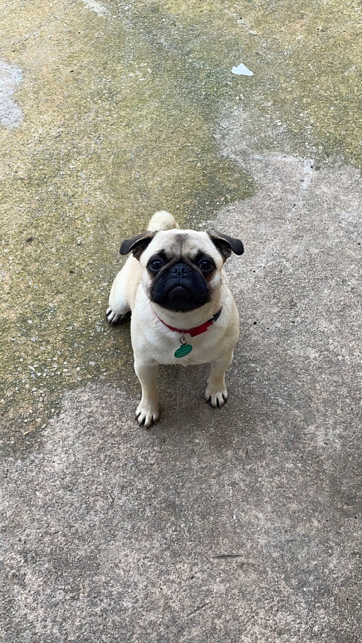 Twixy participe au concours pour gagner de l'argent avec cette photo : asphalt, carnivore, companion_dog, concrete, dog, dog_breed, fawn, flooring, grass, pug, road, road_surface, shadow, sidewalk, snout, soil, sporting_group, tar, toy_dog, working_animal