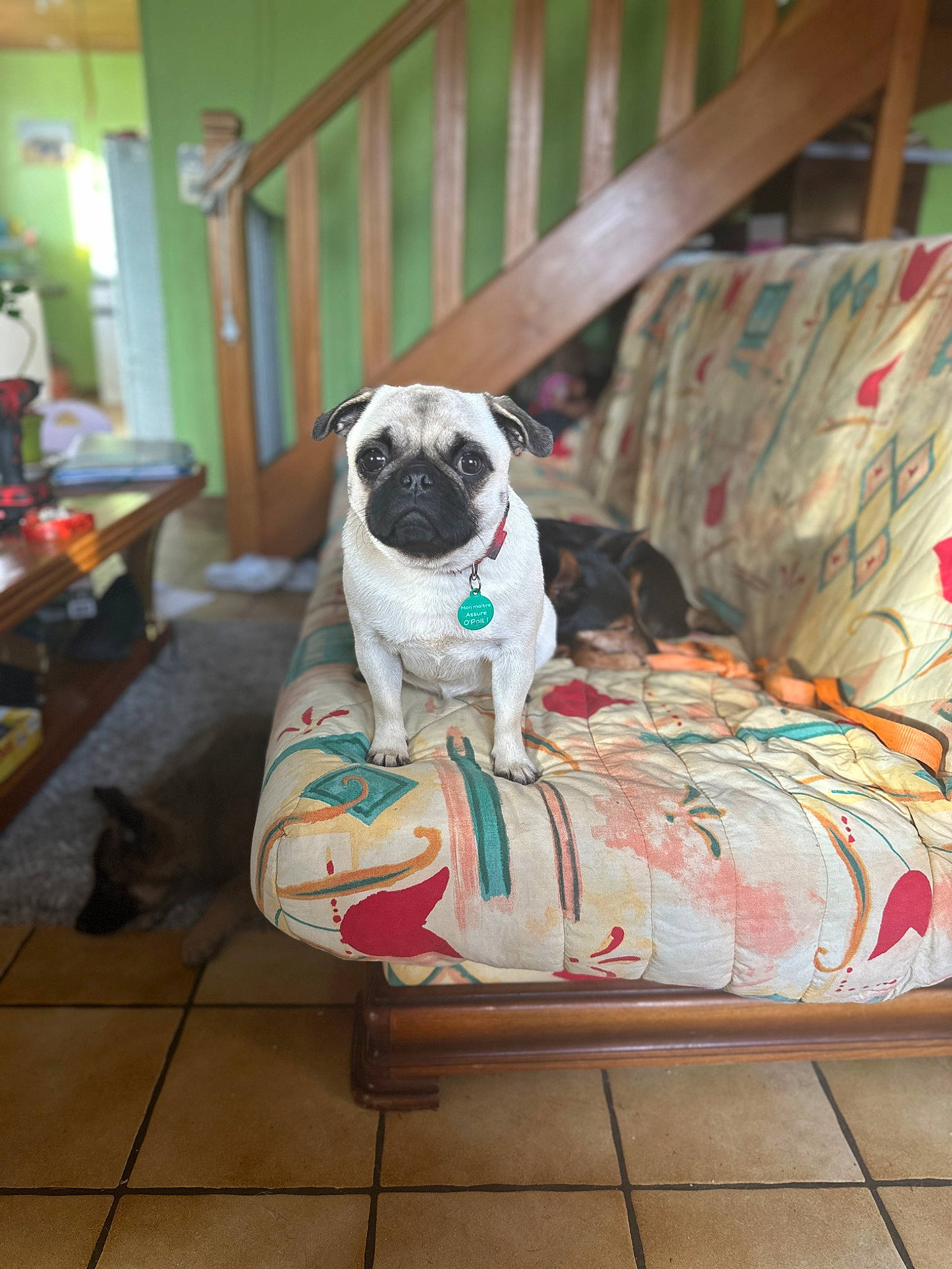 Twixy a rejoint le concours — aidez-le/la à gagner de superbes lots ! canidae, carnivore, collar, comfort, companion_dog, dog, dog_breed, dog_collar, dog_supply, fawn, fence, flooring, hardwood, linens, pet_supply, pug, sporting_group, toy_dog, wood, working_animal