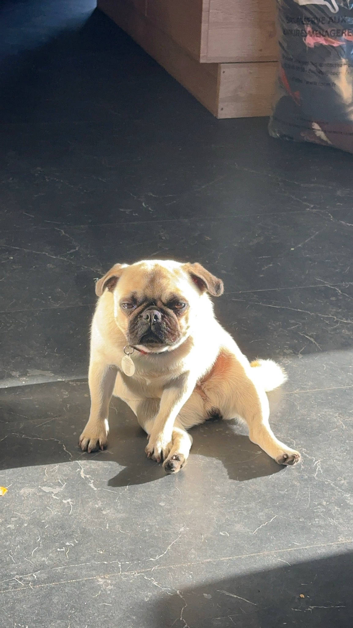 Twixy a rejoint le concours — aidez-le/la à gagner de superbes lots ! ancient_dog_breeds, canidae, carnivore, companion_dog, dog, dog_breed, fawn, flooring, non_sporting_group, paw, pug, road, road_surface, snout, sporting_group, toy_dog, wrinkle