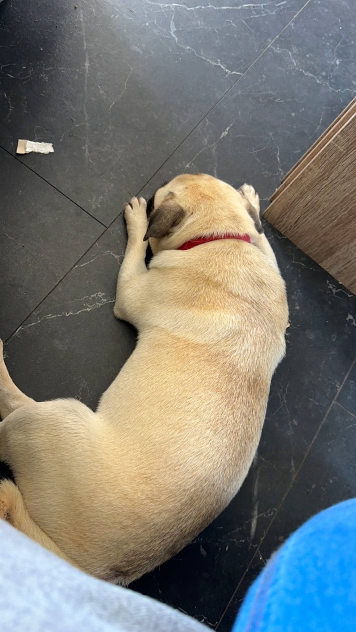 Twixy participe au concours pour gagner de l'argent avec cette photo : canidae, carnivore, collar, comfort, companion_dog, dog, dog_breed, fawn, flooring, foot, fur, human_leg, pet_supply, snout, sporting_group, tail, terrestrial_animal, tints_and_shades, wood, working_animal