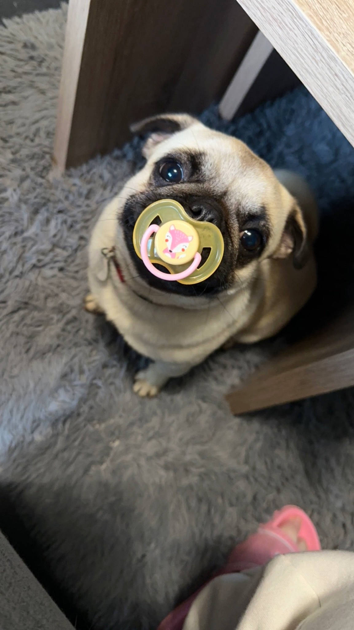 Twixy participe au concours pour gagner de l'argent avec cette photo : ball, carnivore, collar, companion_dog, dog, dog_breed, dog_supply, fawn, flooring, fur, grey, pet_supply, plant, pug, snout, sporting_group, whiskers, window, wood, working_animal