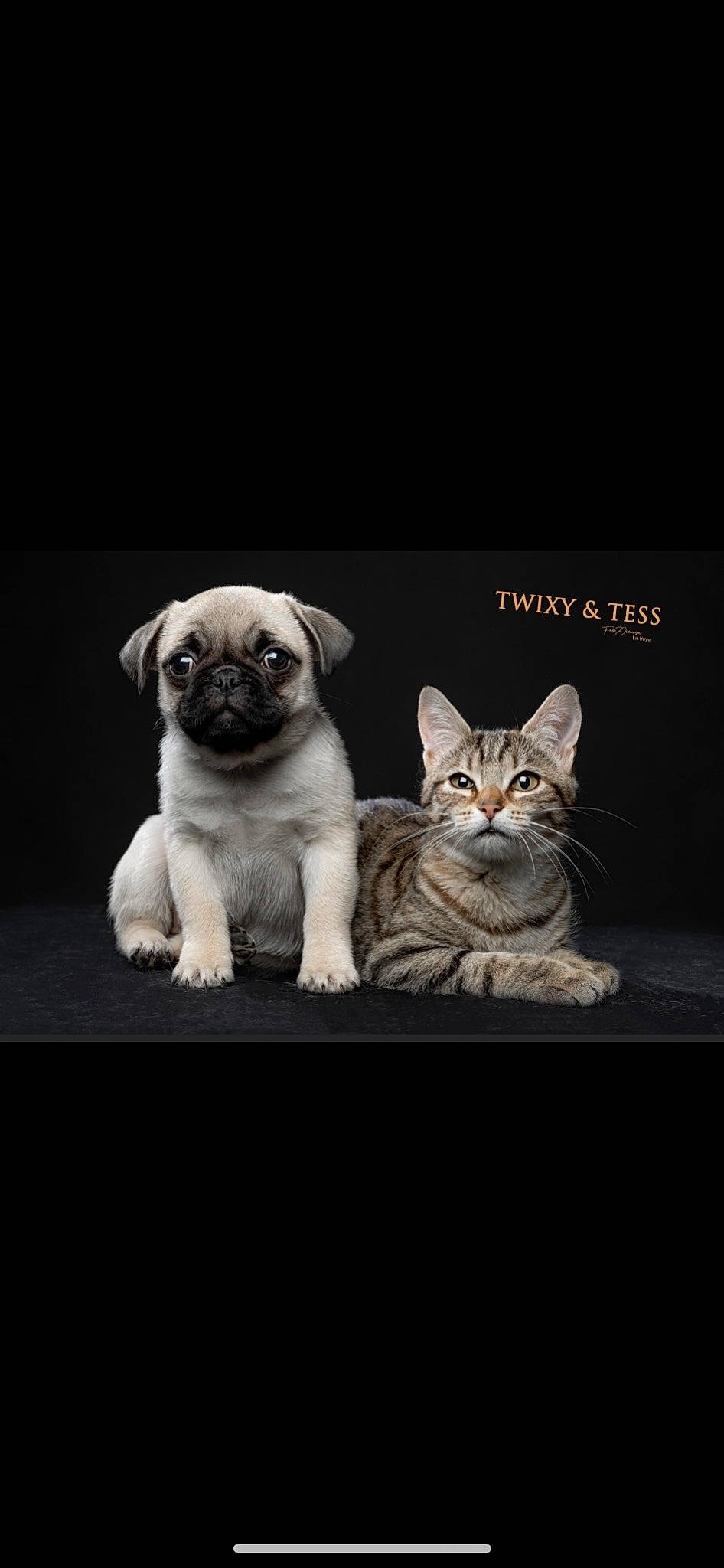 Tess a rejoint le concours — aidez-le/la à gagner de superbes lots ! ancient_dog_breeds, art, carnivore, cat, companion_dog, dog, dog_breed, fawn, felidae, font, photo_caption, pug, small_to_medium_sized_cats, snout, sporting_group, still_life_photography, terrestrial_animal, toy_dog, whiskers, wrinkle