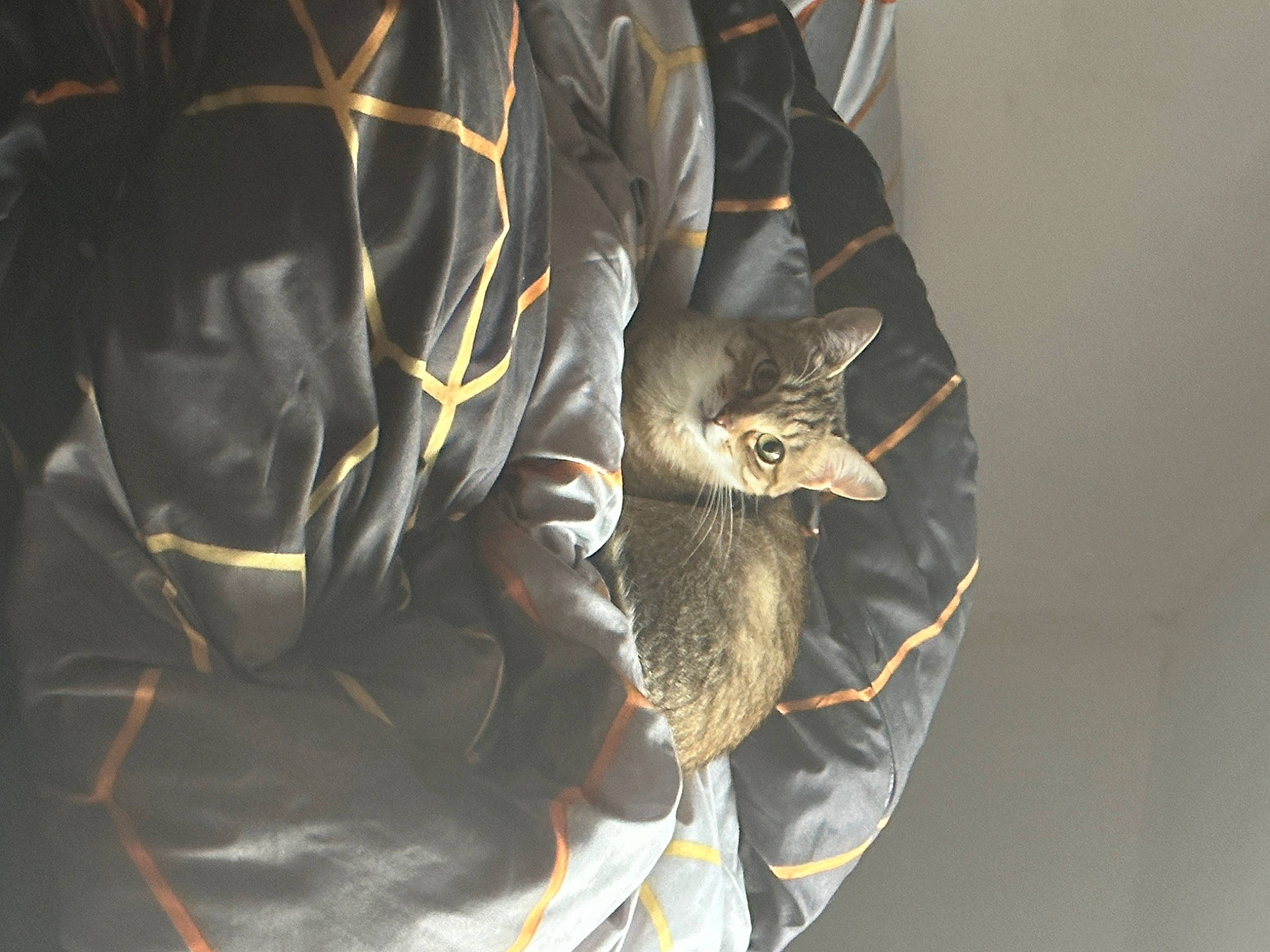 Tess participe au concours pour gagner de l'argent avec cette photo : army, bat, beak, big_brown_bat, camouflage, canidae, carnivore, claw, felidae, fur, little_brown_myotis, military, military_camouflage, mouse_eared_bat, small_to_medium_sized_cats, snout, soldier, tail, whiskers, wildlife