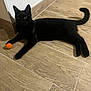 black_cat, cat, pet, animal, indoor, wooden_floor, orange_ball, feline, laying_down, curious, paw, tail, fur, domestic_cat, floor_tile, corner, relaxed, looking, whiskers, ears