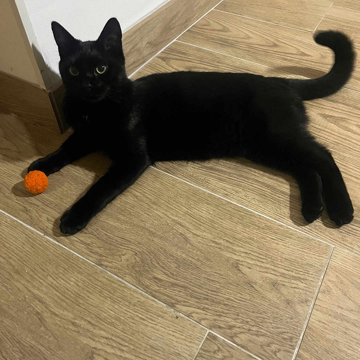 Rio a rejoint le concours — aidez-le/la à gagner de superbes lots ! animal, black_cat, cat, corner, curious, domestic_cat, ears, feline, floor_tile, fur, indoor, laying_down, looking, orange_ball, paw, pet, relaxed, tail, whiskers, wooden_floor