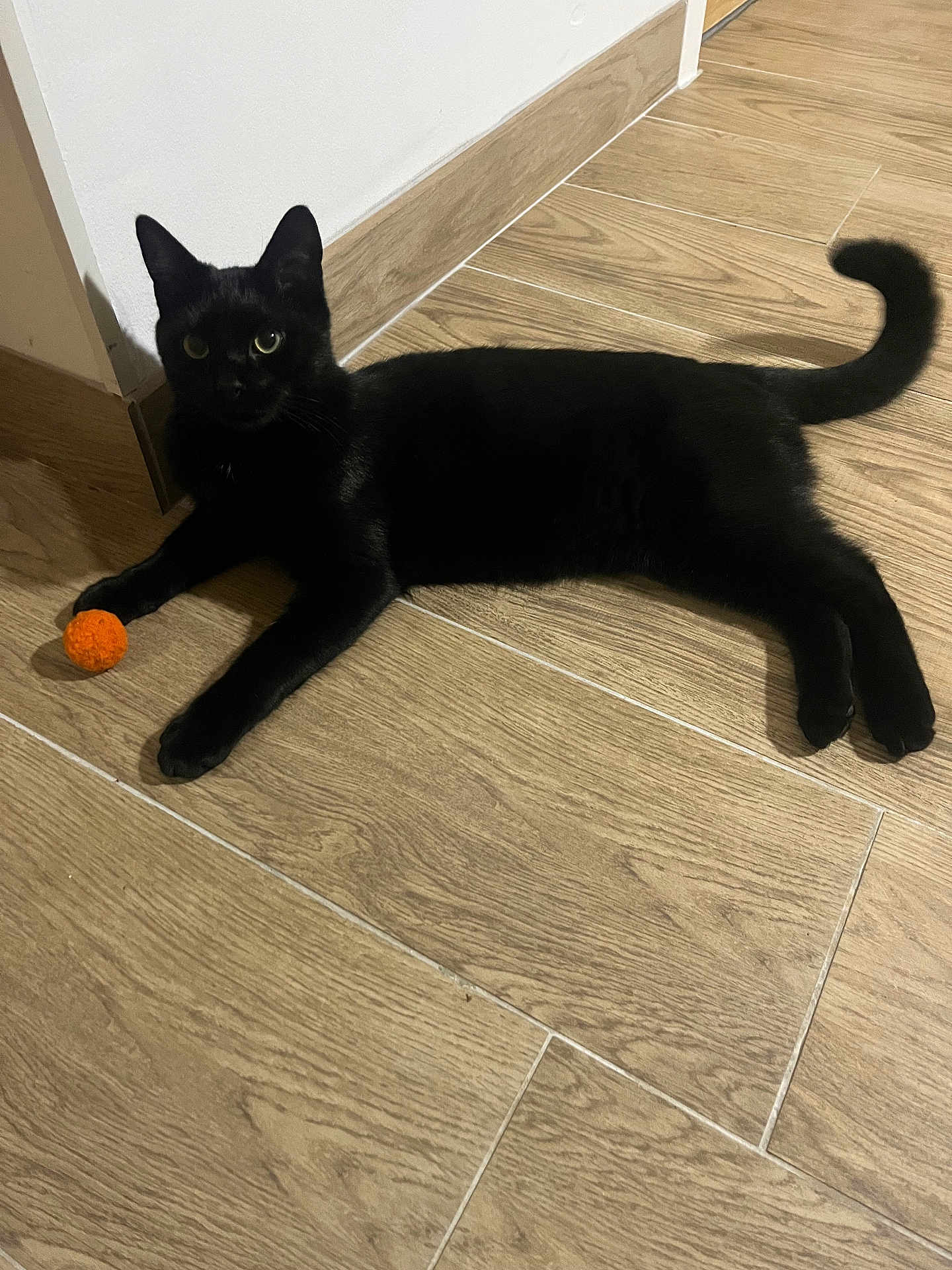 Rio a rejoint le concours — aidez-le/la à gagner de superbes lots ! black_cat, cat, pet, animal, indoor, wooden_floor, orange_ball, feline, laying_down, curious, paw, tail, fur, domestic_cat, floor_tile, corner, relaxed, looking, whiskers, ears