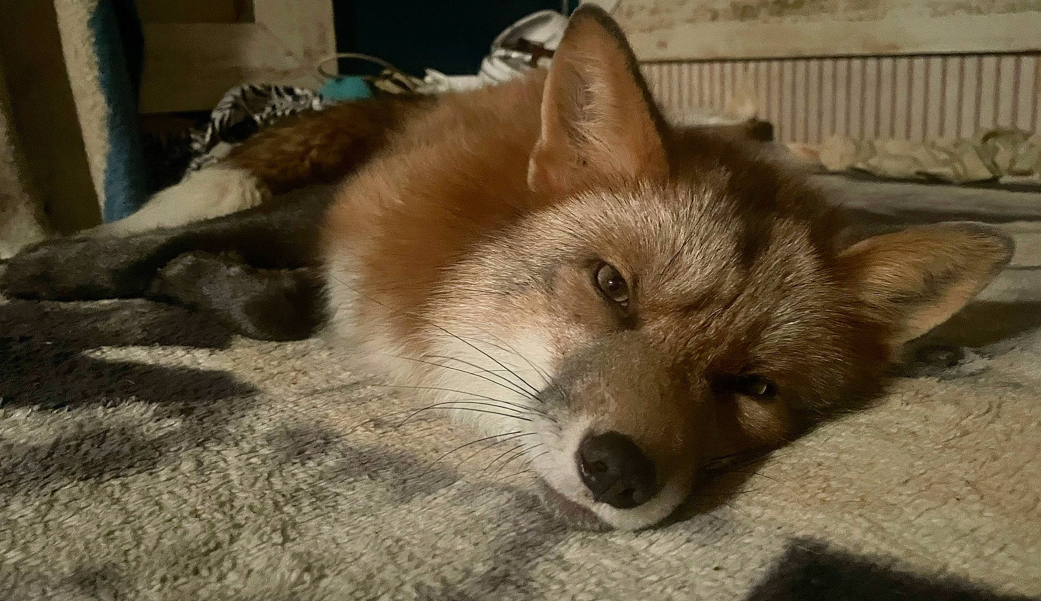 Lucca joined the competition — help win amazing prizes! ancient_dog_breeds, canidae, canis, carnivore, companion_dog, dog, dog_breed, fawn, fur, german_spitz_mittel, non_sporting_group, snout, spitz, sporting_group, terrestrial_animal, whiskers, wildlife, working_animal