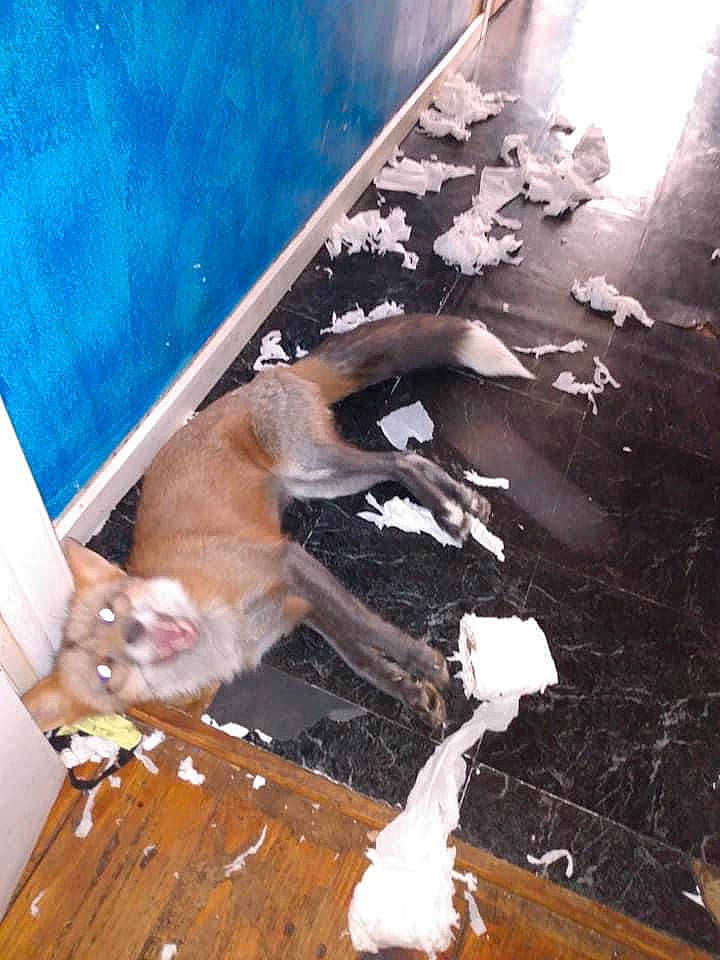 Lucca is registered to the contest to win money with this photo: canidae, carnivore, companion_dog, dog_breed, fawn, felidae, flooring, fur, hardwood, plywood, room, small_to_medium_sized_cats, sporting_group, tail, wood, wood_stain