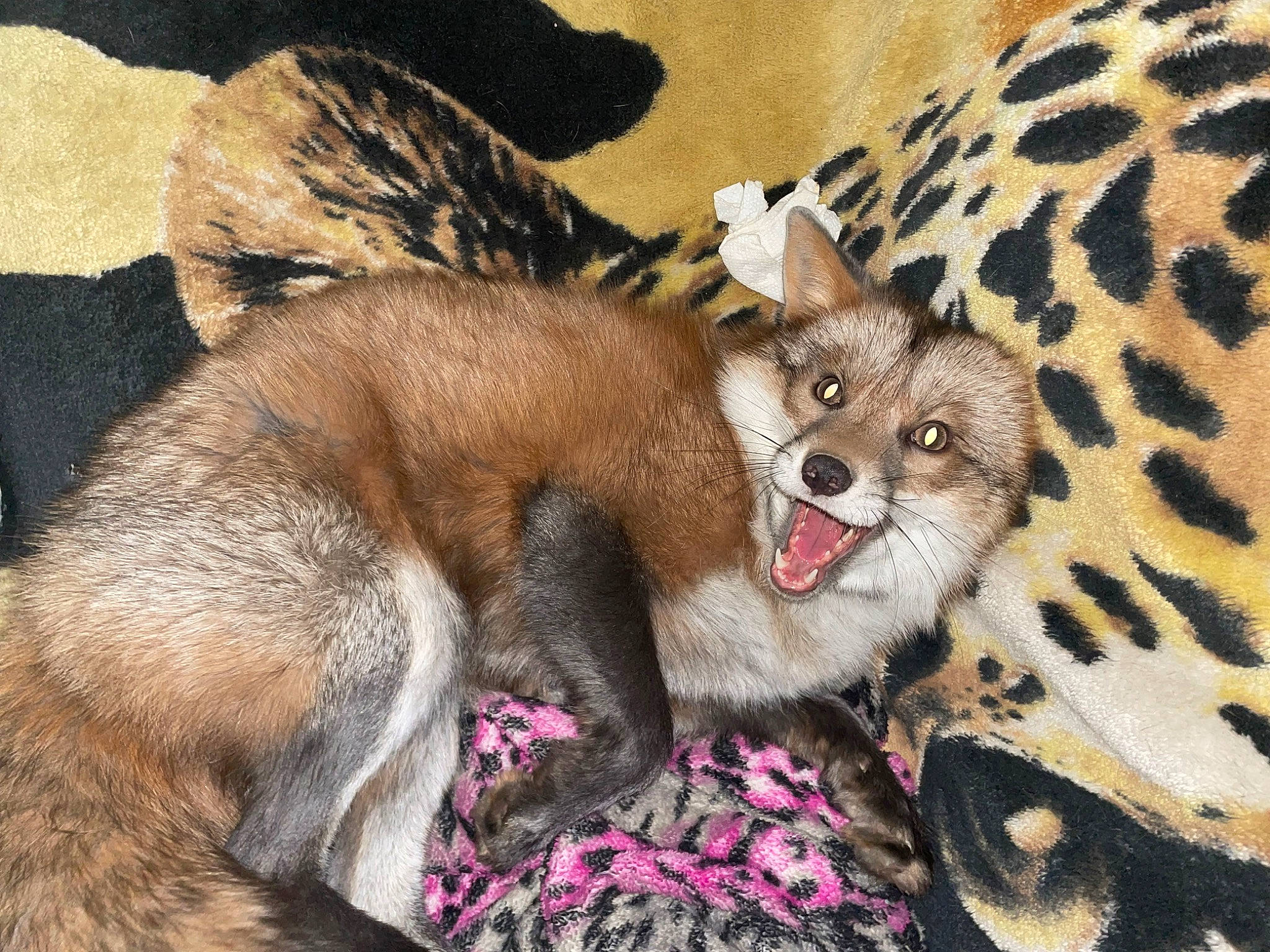 Lucca joined the competition — help win amazing prizes! carnivore, chihuahua, claw, comfort, companion_dog, couch, dog_breed, dog_supply, fawn, felidae, fur, liver, nap, paw, small_to_medium_sized_cats, snout, tail, terrestrial_animal, toy_dog, whiskers