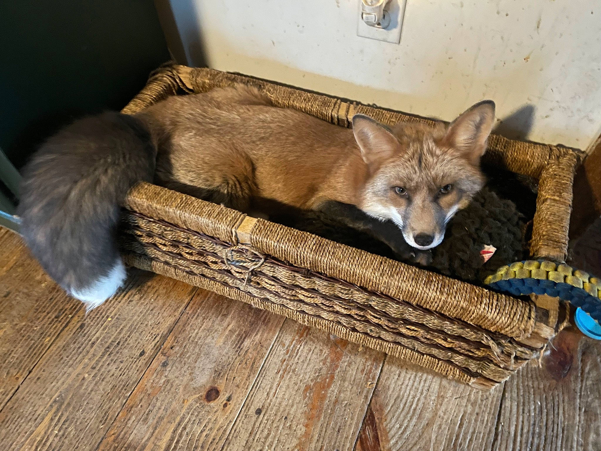 Lucca is registered to the contest to win money with this photo: art, bench, carnivore, comfort, companion_dog, dog, dog_breed, fashion_accessory, fawn, flooring, fur, hardwood, snout, tail, terrestrial_animal, whiskers, wicker, wood, wood_flooring, working_animal