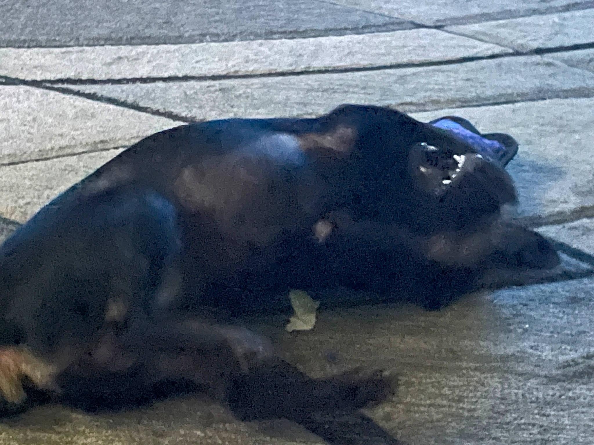 Chevy is registered to the contest to win money with this photo: asphalt, electric_blue, marine_mammal, metal, road_surface, shadow, tail, tapir, tar, terrestrial_animal, wildlife