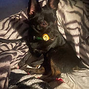 Chevy is registered to the contest to win money with this photo: animal, bed, black_dog, blanket, collar, comfort, companion, cozy, curious, cute, dog, ears, expression, fur, indoor, pet, relaxed, resting, shadow, small_dog