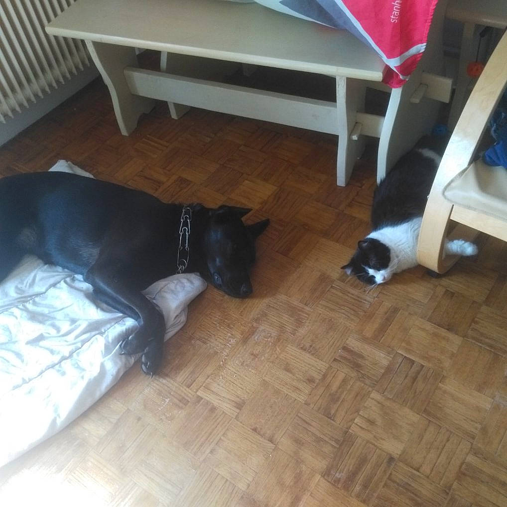 Daisy a rejoint le concours — aidez-le/la à gagner de superbes lots ! canidae, carnivore, cat, dog_breed, felidae, floor, flooring, hardwood, house, laminate_flooring, non_sporting_group, puppy, room, small_to_medium_sized_cats, tail, tile, wood, wood_flooring