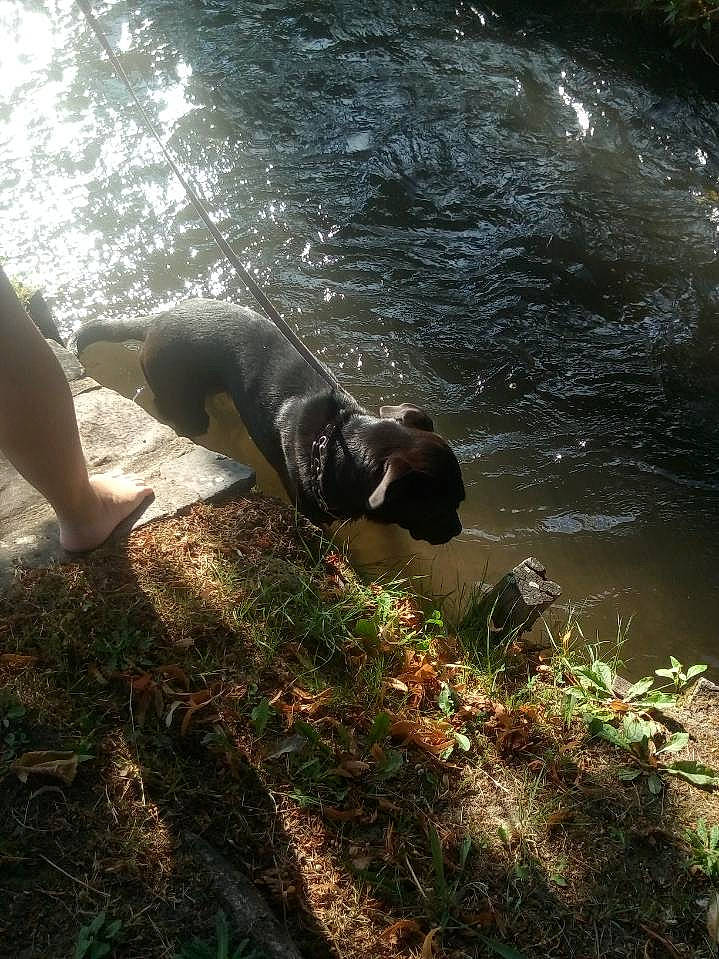 Daisy a rejoint le concours — aidez-le/la à gagner de superbes lots ! canidae, carnivore, fawn, sporting_group, sunlight, tree, water, watercourse