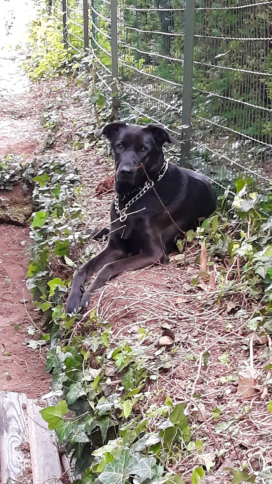 Daisy a rejoint le concours — aidez-le/la à gagner de superbes lots ! canidae, carnivore, dog, dog_breed, hunting_dog, labrador_retriever, mammal, mountain_cur, patterdale_terrier, plant, sporting_group, terrier