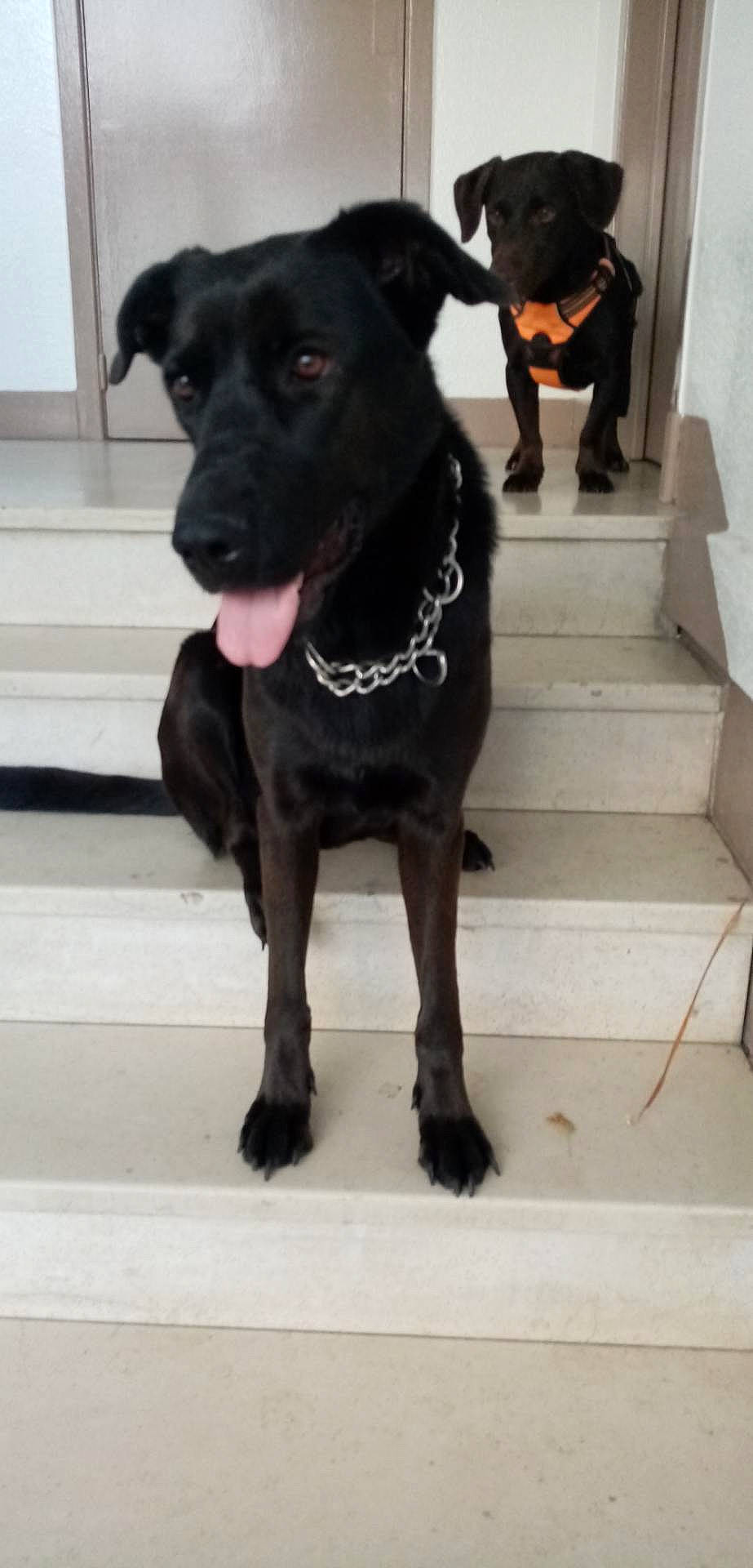 Daisy a rejoint le concours — aidez-le/la à gagner de superbes lots ! borador, canidae, carnivore, dog, dog_breed, formosan_mountain_dog, labrador_retriever, mammal, non_sporting_group, patterdale_terrier, puppy, rare_breed_dog, snout, sporting_group, vertebrate