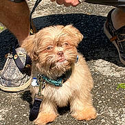 Harley is registered to the contest to win money with this photo: dog, small_dog, leash, pavement, outdoor, sunlight, person, hand, footwear, shorts, collar, pet, cute, scruffy, animal, canine, shadow, walking, casual, daylight