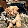 dog, small_dog, leash, pavement, outdoor, sunlight, person, hand, footwear, shorts, collar, pet, cute, scruffy, animal, canine, shadow, walking, casual, daylight