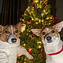 dog, christmas_tree, ornaments, lights, holiday, festive, indoor, pet, animal, decorations, red_baubles, owl_ornaments, white_sweater, collar, two_dogs, cute, portrait, celebration, christmas, night