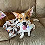 dog, pet, couch, bandana, blanket, tongue_out, happy, ears_up, indoor, brown, white, small_dog, two_dogs, canine, fur, sitting, cute, companion, domestic_animal, relaxed