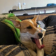 Pebbles is registered to the contest to win money with this photo: animal, blanket, brown_and_white, canine, comfort, companion, cozy, cushion, dog, ears, furniture, home, indoor, lying_down, pet, relaxing, resting, snout, tongue, tongue_out