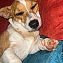 Pebbles joined the competition — help win amazing prizes! animal, blue_blanket, closeup, companion, couch, cozy, cute, dog, domestic_animal, ears, fur, indoors, napping, paw, pet, red_cushion, relaxing, resting, sleeping, snout