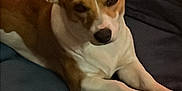 Pebbles is registered to the contest to win money with this photo: animal, blanket, brown_and_white, canine, companion, couch, cute, dog, domestic, ears, furniture, indoor, looking, lying_down, mammal, one_animal, pet, portrait, relaxed, resting