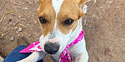 Pebbles joined the competition — help win amazing prizes! dog, puppy, pink_bandana, brown_and_white, outdoor, dirt_ground, pet, animal, looking_up, paws, denim, jeans, close_up, cute, friendly, canine, small_dog, person_legs, standing, playful
