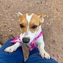 dog, puppy, pink_bandana, brown_and_white, outdoor, dirt_ground, pet, animal, looking_up, paws, denim, jeans, close_up, cute, friendly, canine, small_dog, person_legs, standing, playful