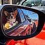 Twinkie is registered to the contest to win money with this photo: dog, corgi, car, side_mirror, reflection, paw, window, traffic, street, daylight, orange_barrier, vehicle, collar, pet, outdoor, road, city, relaxed, red_car, animal