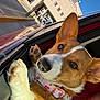 Twinkie is registered to the contest to win money with this photo: dog, corgi, puppy, car, window, paws, collar, ears, outdoor, sunlight, urban, building, sidewalk, person, seatbelt, road, vehicle, reflection, closeup, pet