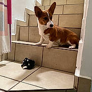 Twinkie is registered to the contest to win money with this photo: dog, corgi, puppy, stairs, tile_floor, indoor, pet, animal, brown_and_white, curious, small_toy, plush_toy, ears, fur, looking_away, home, pet_toy, cute, young_dog, domestic_animal