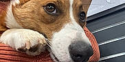 Twinkie is registered to the contest to win money with this photo: dog, corgi, close_up, tongue_out, pet, cute, animal, face, paw, resting, person, arm, knitted_sweater, indoor, map, metal_surface, brown, white, fur, happy