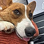 dog, corgi, close_up, tongue_out, pet, cute, animal, face, paw, resting, person, arm, knitted_sweater, indoor, map, metal_surface, brown, white, fur, happy