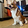 animal, blanket, corgi, couch, curtains, cute, dog, ears, floor, furniture, home, indoor, light, pet, puppy, sitting, table, tile_floor, tongue_out, window