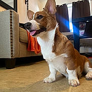 Twinkie joined the competition — help win amazing prizes! animal, blanket, brown_and_white, canine, corgi, couch, curtains, cute, dog, ears_up, floor, floor_tiles, furniture, happy, indoor, living_room, pet, puppy, table, tongue_out
