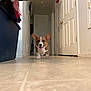 animal, blur, corgi, cute, dog, door, ears_up, energy, floor, hallway, home, indoor, motion, pet, playful, puppy, running, small_dog, tile_floor, tongue_out