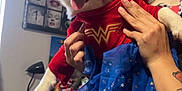 Twinkie joined the competition — help win amazing prizes! blue_tutu, corgi, costume, cute, decorations, dog, hand, happy, indoor, lamp, person_holding, pet, playful, red_top, room, shelf, tattoo, tongue_out, window, wonder_woman
