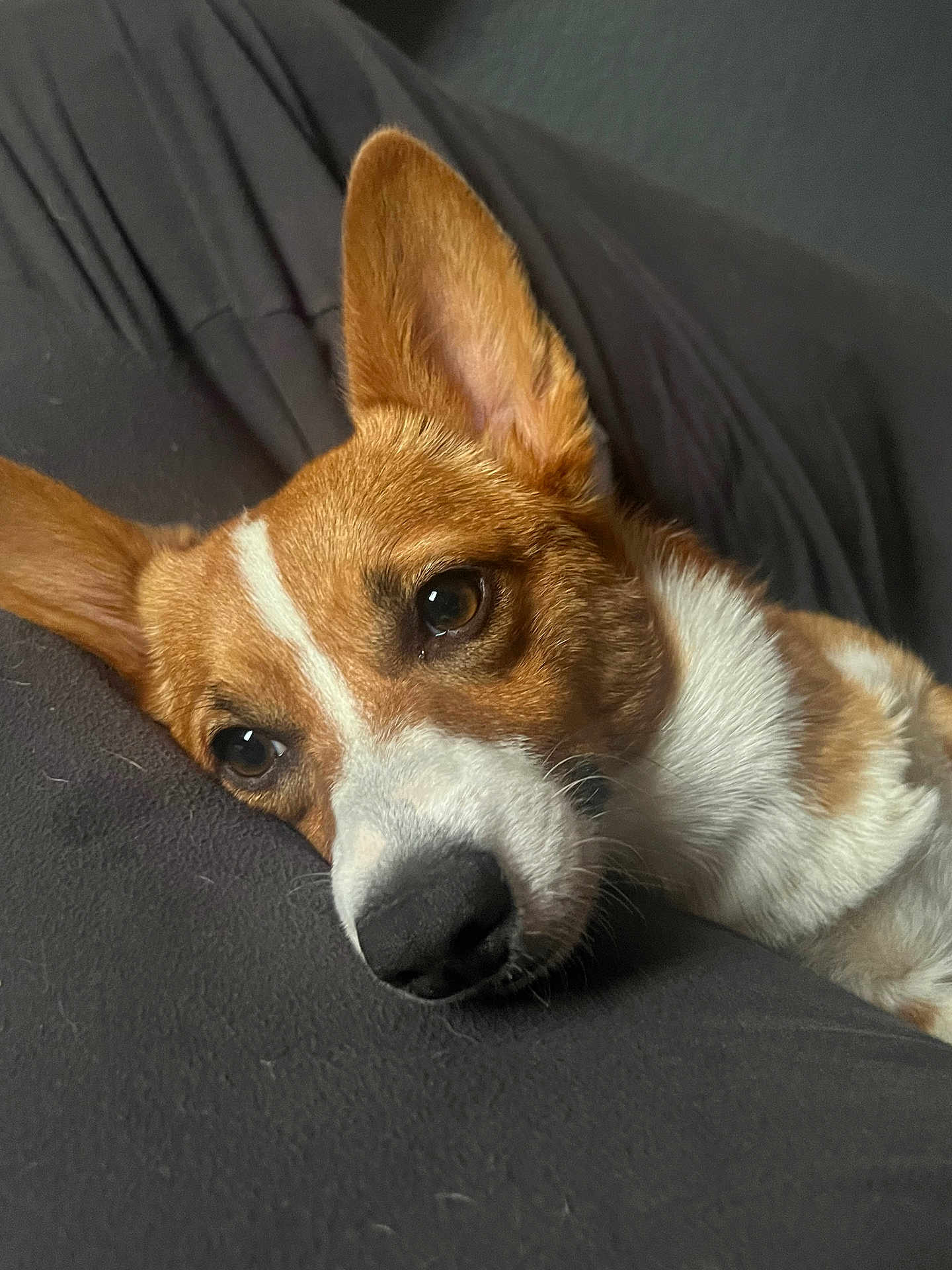 Twinkie joined the competition — help win amazing prizes! dog, corgi, pet, closeup, lying_down, ears, brown_and_white, sleepy, face, nostrils, fur, indoors, resting, animal, canine, cute, portrait, domestic_animal, relaxed, companion