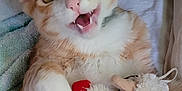 Winnie is registered to the contest to win money with this photo: kitten, cat, orange_and_white, toy, stuffed_animal, blanket, cozy, pet, playing, cute, fur, whiskers, ears, claws, paw, bed, indoor, animal, young, expression