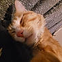 Winnie is registered to the contest to win money with this photo: cat, orange_cat, sleeping, close_up, feline, pet, indoor, blanket, texture, door, resting, fur, whiskers, cozy, relaxed, animal, mammal, domestic, cute, face