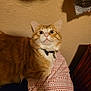 Winnie joined the competition — help win amazing prizes! cat, orange_tabby, collar, bow_tie, bed, blanket, patterned_blanket, indoor, feline, curious, alert, pet, animal, fur, whiskers, wall, shadow, fabric, texture, closeup