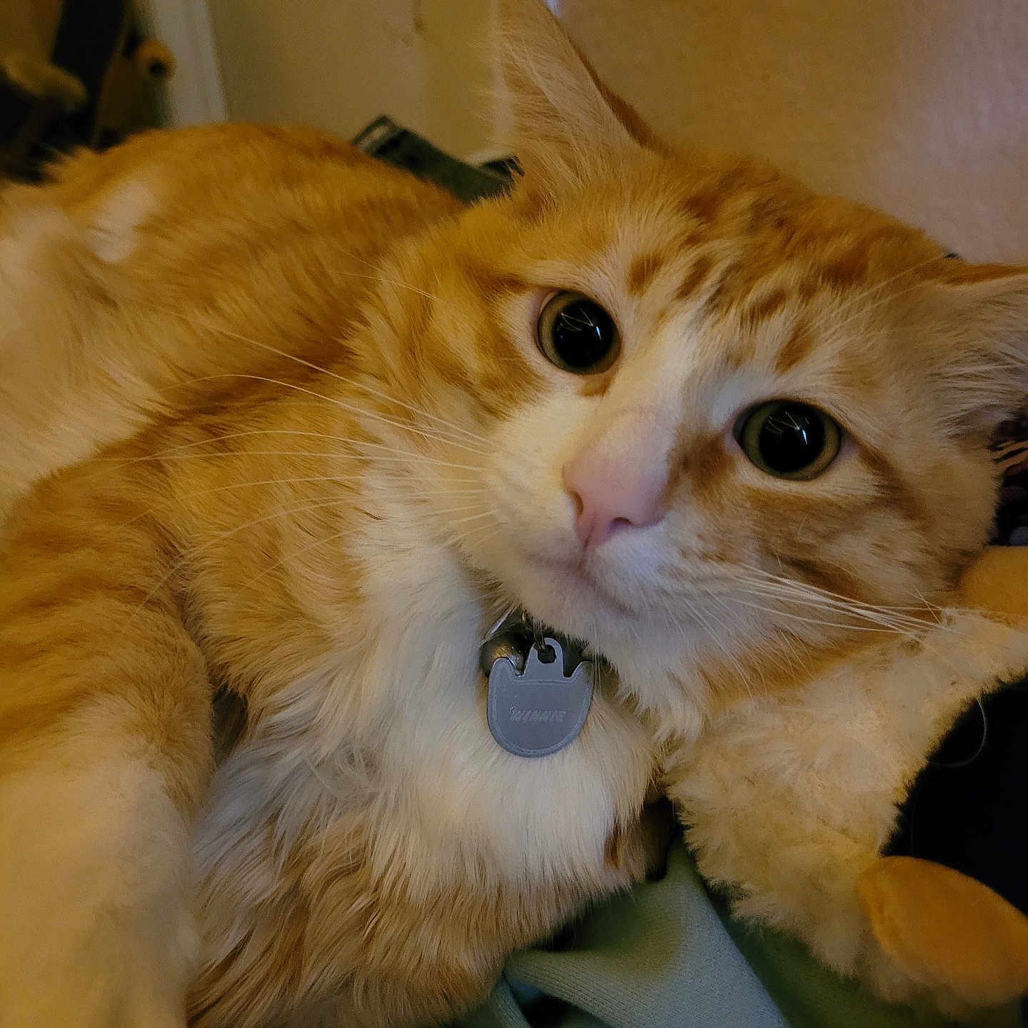 Winnie joined the competition — help win amazing prizes! animal, cat, close_up, collar, curious, cute, domestic, feline, fluffy, indoor, orange_cat, pet, plush_toy, portrait, relaxed, resting, soft_fabric, tag, whiskers, white_fur