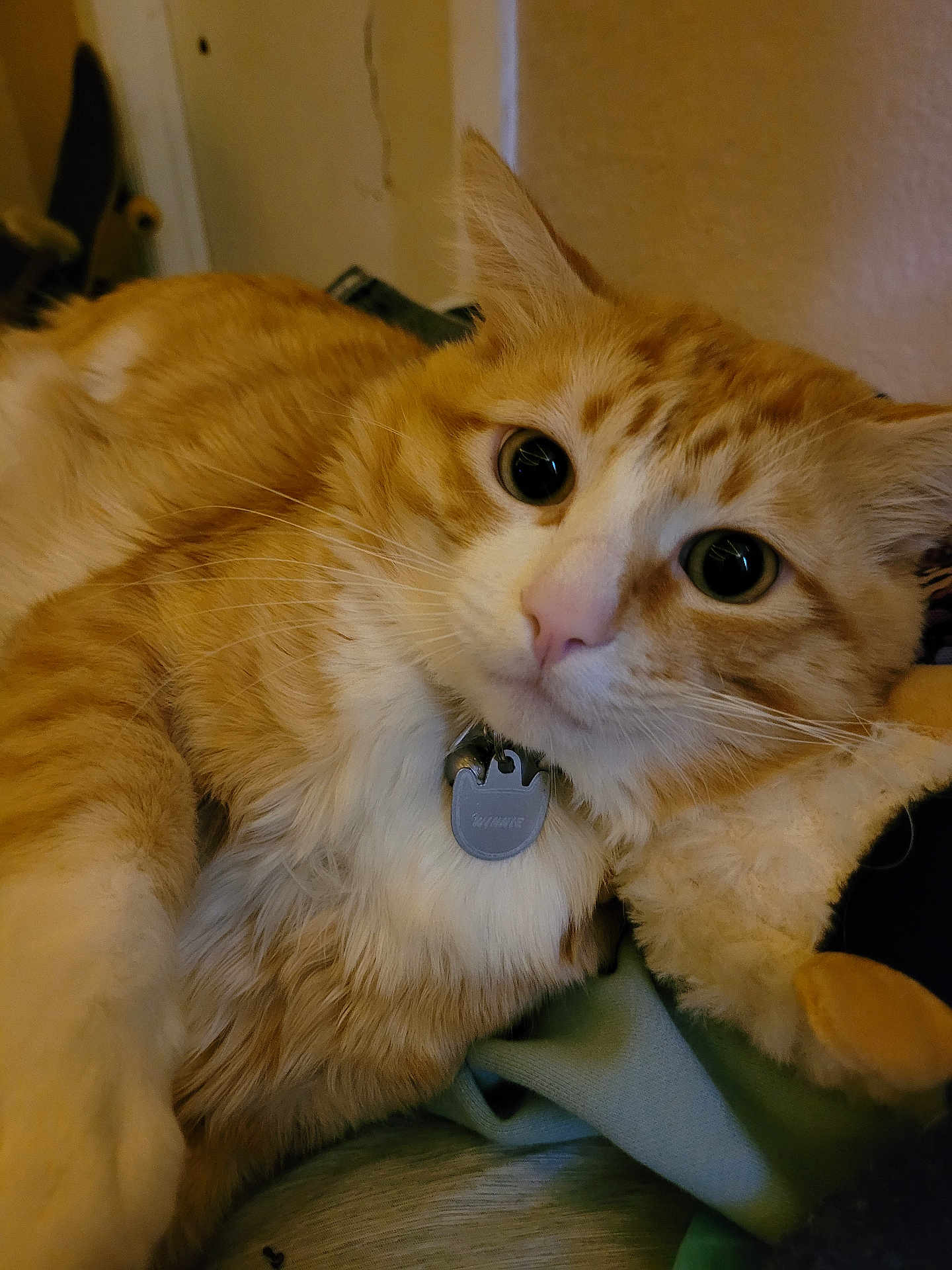 Winnie joined the competition — help win amazing prizes! cat, orange_cat, white_fur, close_up, pet, collar, tag, indoor, feline, curious, fluffy, whiskers, resting, soft_fabric, plush_toy, animal, cute, domestic, portrait, relaxed