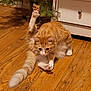 cat, orange_cat, white_paws, fluffy_tail, wooden_floor, christmas_tree, holiday_decorations, indoor, pet, animal, cute, grooming, raised_leg, feline, curious, adorable, domestic_cat, flooring, cabinet, holiday